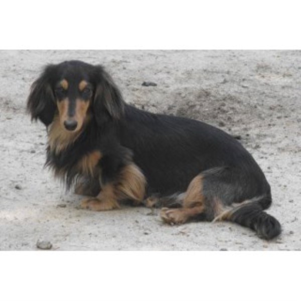 Tradewind dachshunds