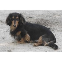 Tradewind dachshunds Dachshund breeder