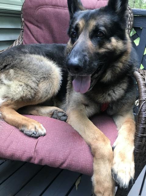 Shannon Jelks, German Shepherd Dog Breeder in Wooster, Ohio