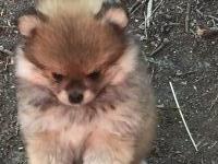 Paragon Pomeranians Pomeranian breeder