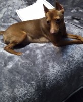 Merisha Word - Miniature Pinscher Stud