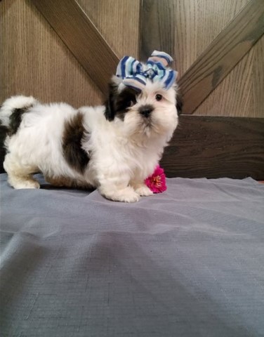 Shih Tzu Stud 30892