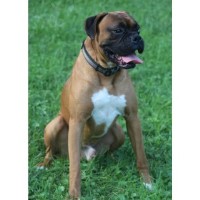 Mystic Mountain Boxers Boxer breeder