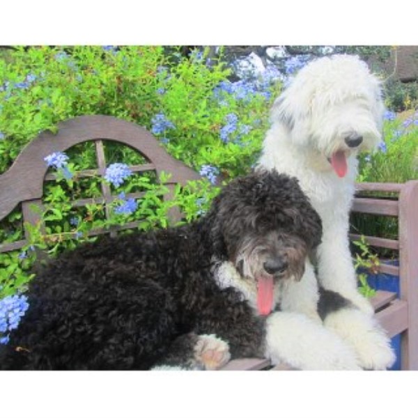 Labradoodle Breeder 23777