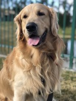 Devi Jey - Golden Retriever Stud