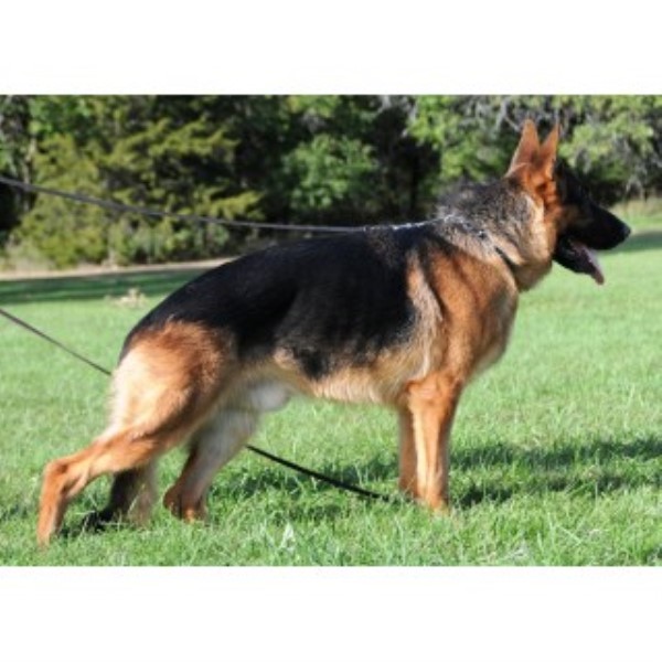 German Shepherd Dog Breeder 23732