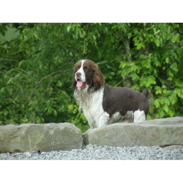 Dog Boarding Mountain Home Id Dog Boarding Mountain Home Id