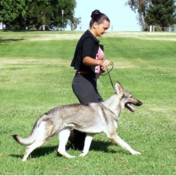 Bellevue German Shepherds