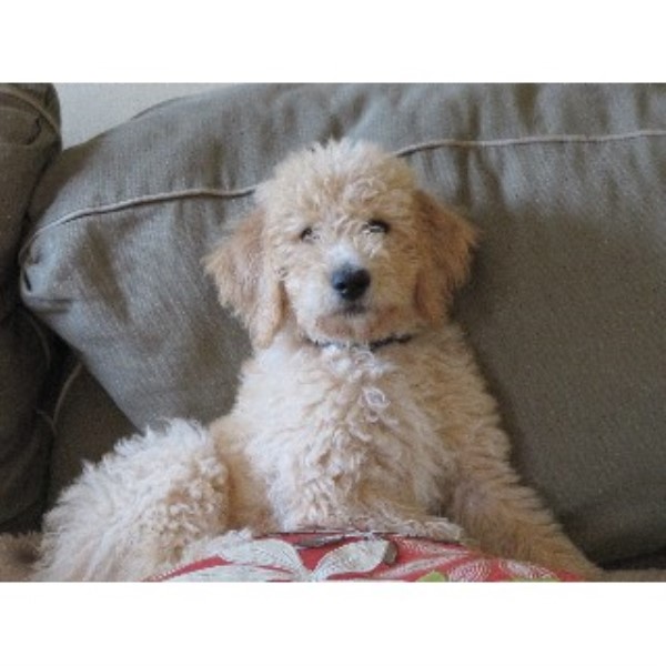 Labradoodle Breeder 21397