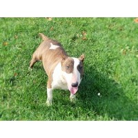 Best Bull Terriers Bull Terrier breeder