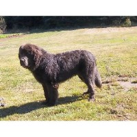 Crooked River Saints Newfoundland Dog breeder