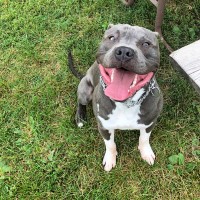 Isaiah Pitchford - American Pit Bull Terrier Stud