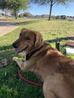 James T - Golden Retriever Stud