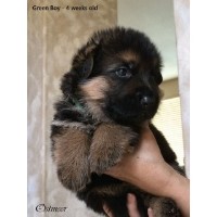 Team vom Ostmeer German Shepherd Dog breeder