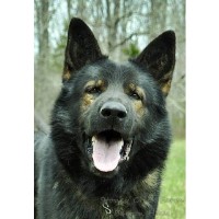 Stoney Creek Farm/Barron Haus German Shepherd Dog breeder