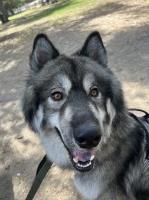 Katherine Piralyan - Siberian Husky Stud