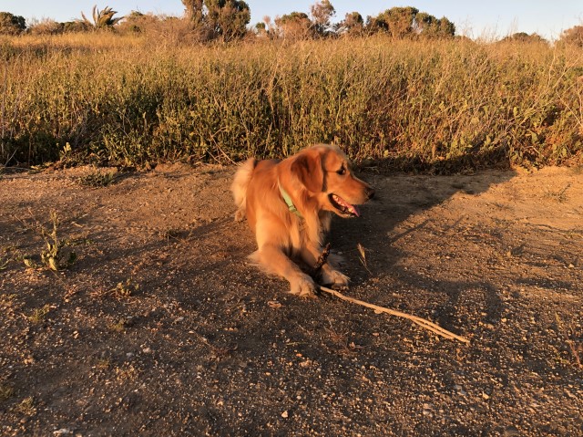 Golden Retriever Stud 29186