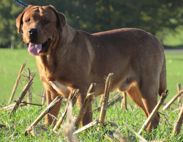 Labrador Retriever Stud 30502