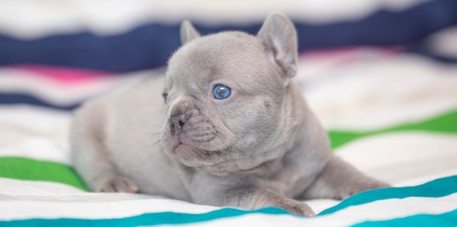 French Bulldog Breeder 28566