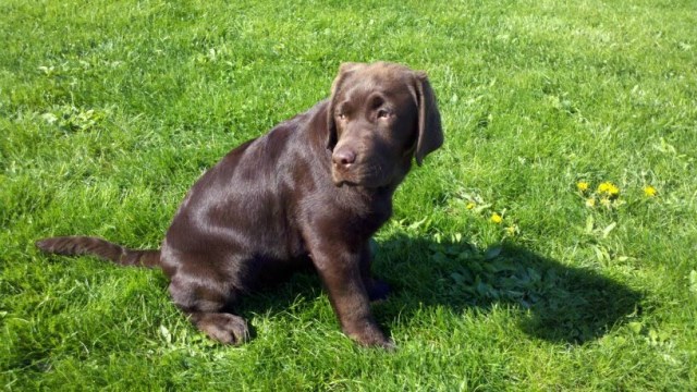 Treasure Keeper Labradors