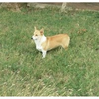 X Bar's Lil Legs of Texas Pembroke Welsh Corgi breeder