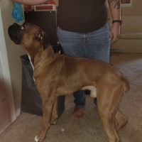 Emily Pruitt - Boxer Stud