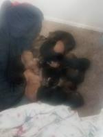 Trevor - German Shepherd Dog Breeder German Shepherd Dog breeder