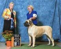 Friendsmastiffs Mastiff breeder