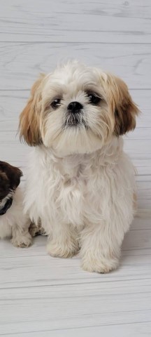 Shih Tzu Stud 30780