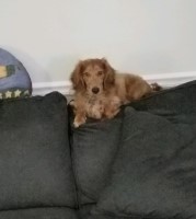 Larry Linda hogan - Dachshund Stud