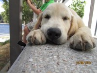Seascape Golden Retrievers Golden Retriever breeder