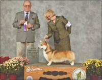 Wind Dial Farm Pembroke Welsh Corgi breeder