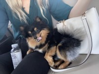 Demie Lane - Pomeranian Stud