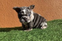Garcias bulldogs French Bulldog breeder