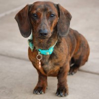 Seth Atkinson - Dachshund Stud
