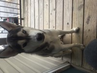 Tyree Fuquay - Siberian Husky Stud