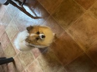 Brittany Beck - Pomeranian Stud