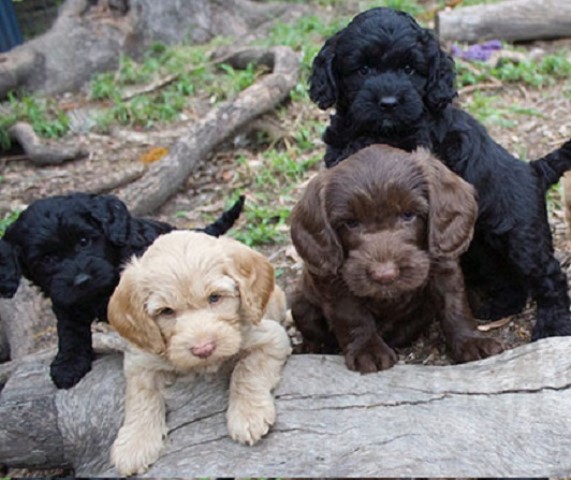 Labradoodle Puppies