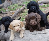 Labradoodle Puppies Labradoodle breeder