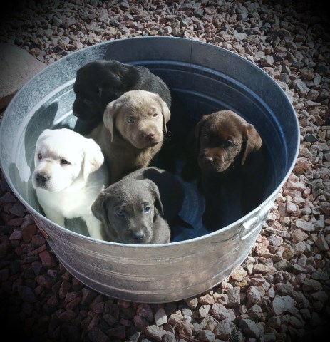 Labradors & Goldens