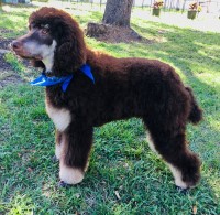 Victoria Coscia - Poodle Standard Stud