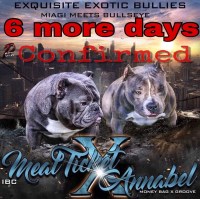 Exquisite Exotic Bullies American Pit Bull Terrier breeder