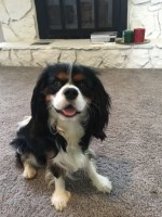 Oak - Cavalier King Charles Spaniel Stud