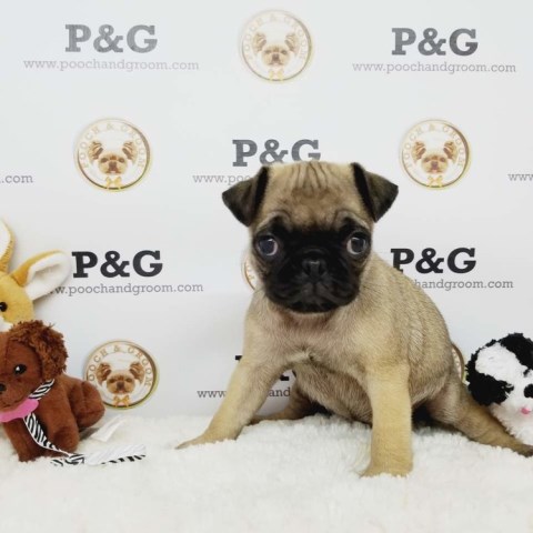 Pug Stud 26211