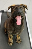 Last Breeder Listed
