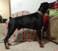 TKS Royal Dobermans Doberman Pinscher breeder