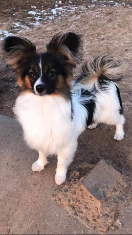 Papillon Breeder 25364