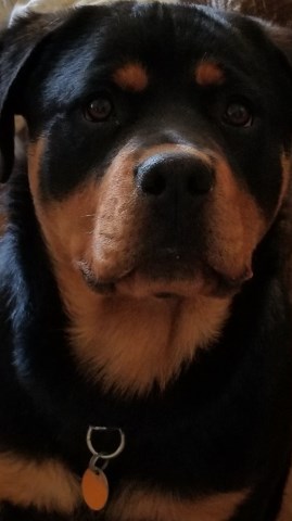 Nebraska Rottweilers