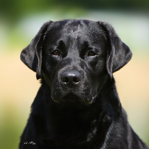 Labrador Retriever Breeder 27468