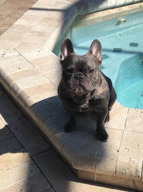 Ears Up Frenchie